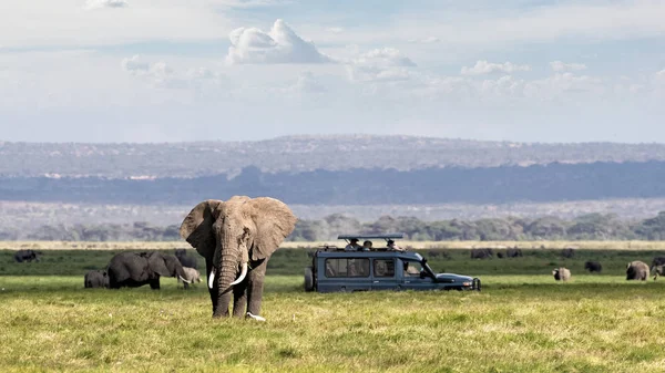 Safari africano aventura con elefantes y vehículos — Foto de Stock