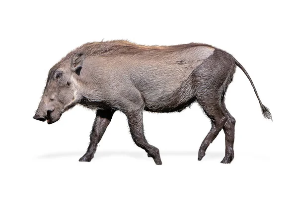 Baby Warthog Walking Side isolado — Fotografia de Stock
