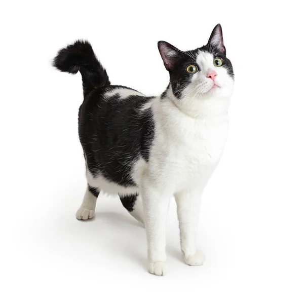 Black and white cat standing looking up — Stock Photo, Image