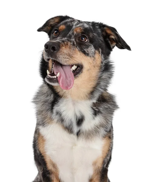 Primer plano australiano pastor perro lengua fuera — Foto de Stock
