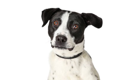 Closeup Büyük Karışık Cins Beyaz Köpek Siyah Noktalar