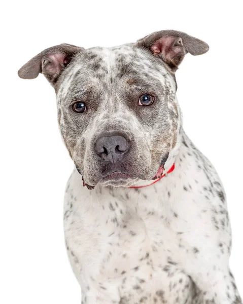 Closeup Whitee Pit Bull Dog Black Spots — Stock Photo, Image