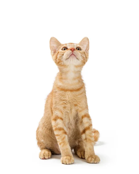 Curioso lindo gatito sentado mirando hacia arriba — Foto de Stock