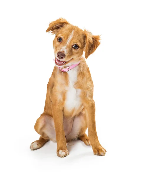 Симпатичні коричневі змішані маленькі породи цуценя собаки — стокове фото
