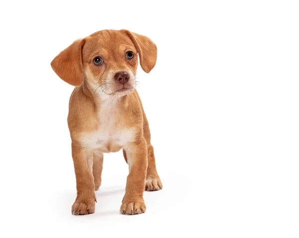 Sevimli kahverengi köpek yavrusu beyaz ayakta — Stok fotoğraf