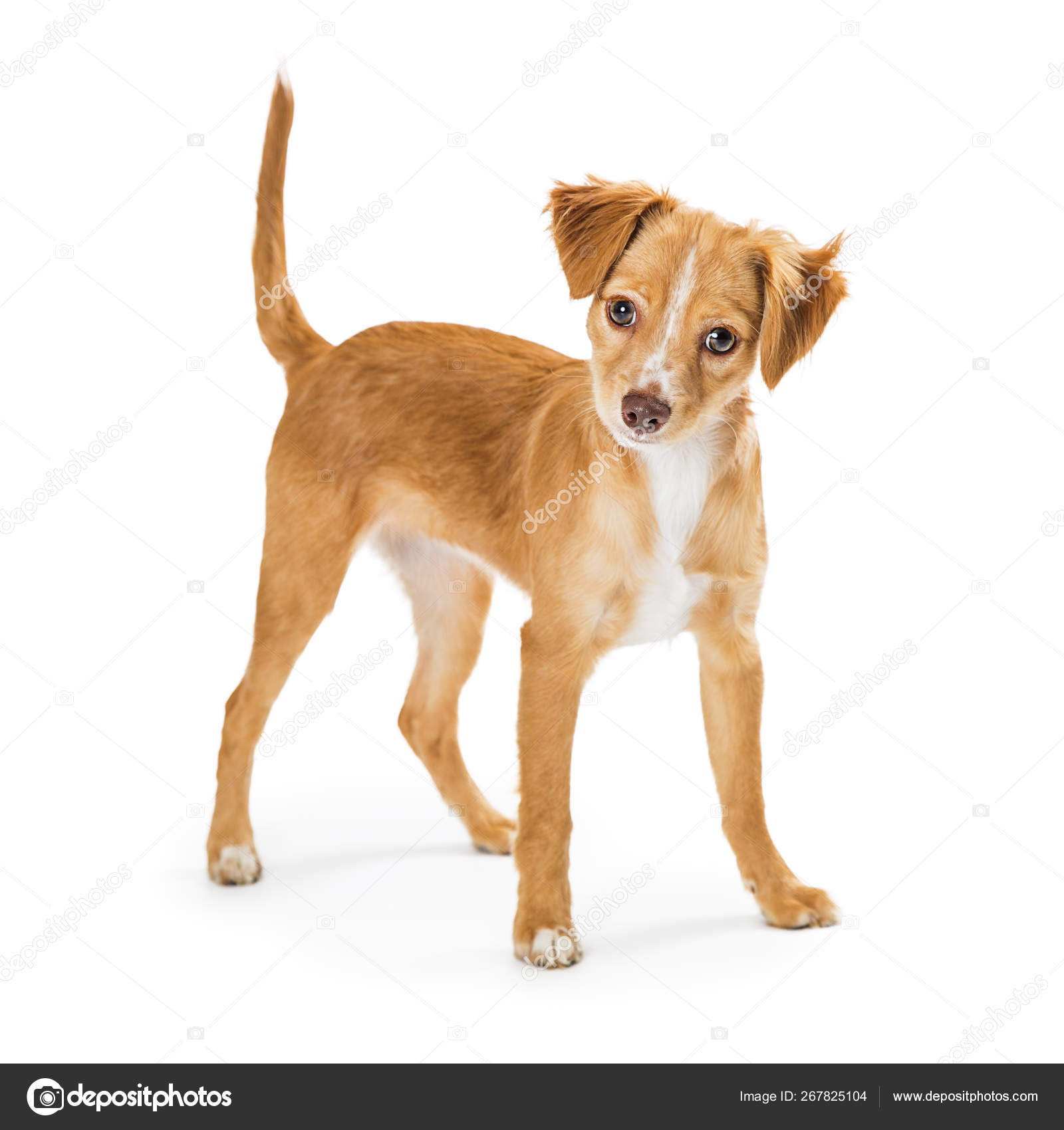 可爱的混合小品种棕色小狗狗——图库图片© adogslifephoto #267825104