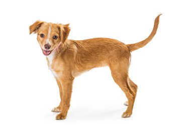 Sevimli Dostu Gülümseyen Kahverengi Küçük Köpek Ayakta