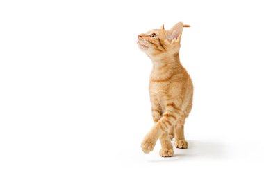 Sevimli Turuncu Kitten Yürüyüş Yukarı Bakıyor