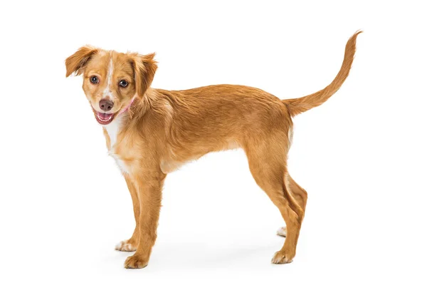 Söt vänlig leende brun liten hund stående — Stockfoto