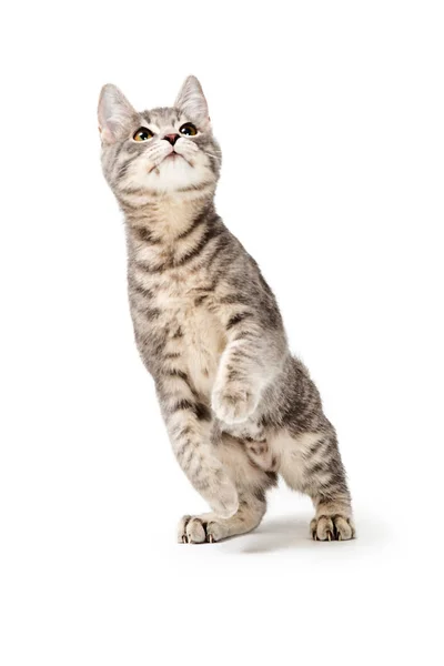 Söt rolig kattunge stående upp leker — Stockfoto