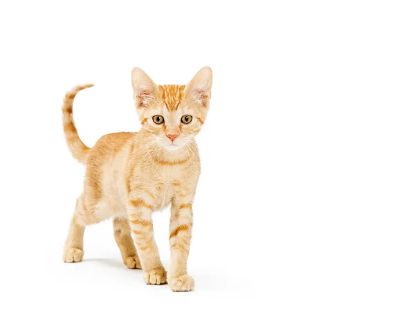 Lindo naranja gatito buscando caminar hacia adelante —  Fotos de Stock