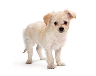 Sevimli beyaz karışık küçük ırk köpek yavrusu
