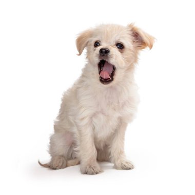 Sevimli Beyaz Köpek Yavrusu Esneme
