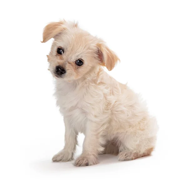 Bonito branco filhote de cachorro sentado inclinação cabeça — Fotografia de Stock