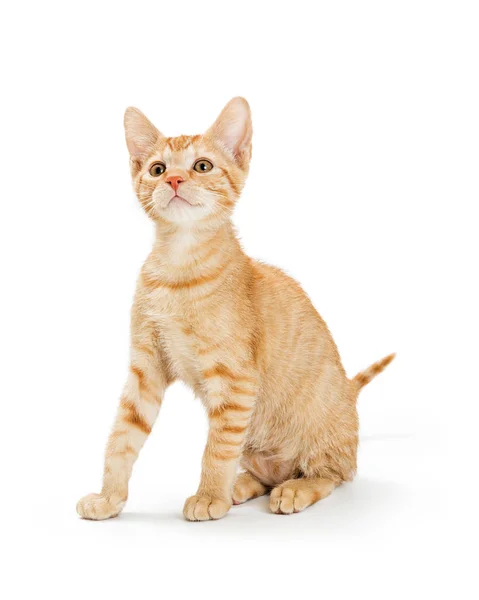 Śliczne młode pomarańczowy paski Tabby Kitten — Zdjęcie stockowe