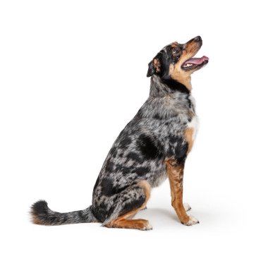 Heyecanlı Aussie Köpek Oturan Yan Yukarı Bakıyor