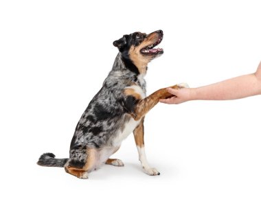Dost Aussie Köpek El Sıkışma