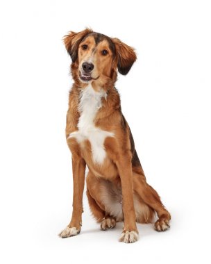 Dost İtaatkar Saluki Köpek İleriye Dönük Oturuyor