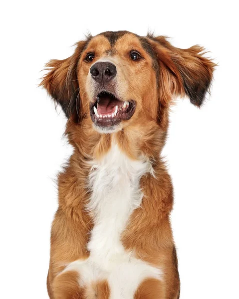 Uppeggad glad stor blandad skapa hund närbild — Stockfoto