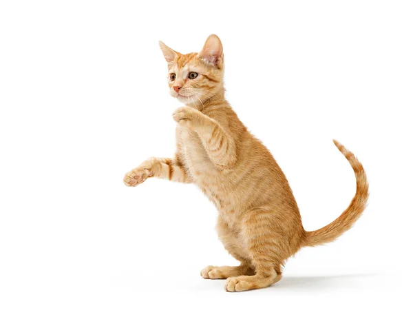 Frisky Orange Kitten Standing Side Playing — Stock Photo, Image