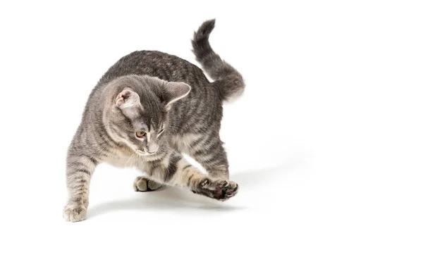 Divertido gatito jugando bateo con pata —  Fotos de Stock