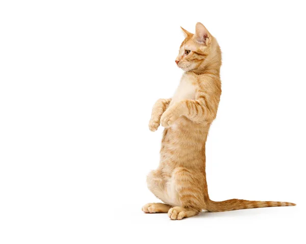 Funny Kitten Sitting Up Tall Raising Paws — Stock Photo, Image