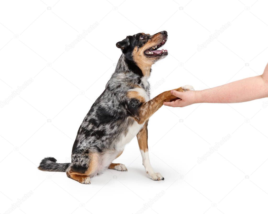 Friendly Aussie Dog Shaking Hands