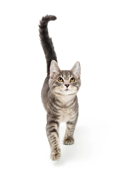 Gatito gris caminando hacia adelante mirando hacia arriba —  Fotos de Stock