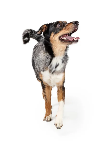 Happy Excited Aussie Köpek İleri Ye doğru Arıyorum — Stok fotoğraf