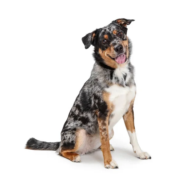 Happy Friendly Australian Shepherd Dog Sitting — Stock Photo, Image