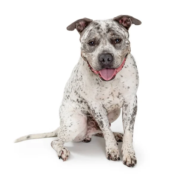 Gelukkige vriendelijke Pit Bull hond glimlachend — Stockfoto