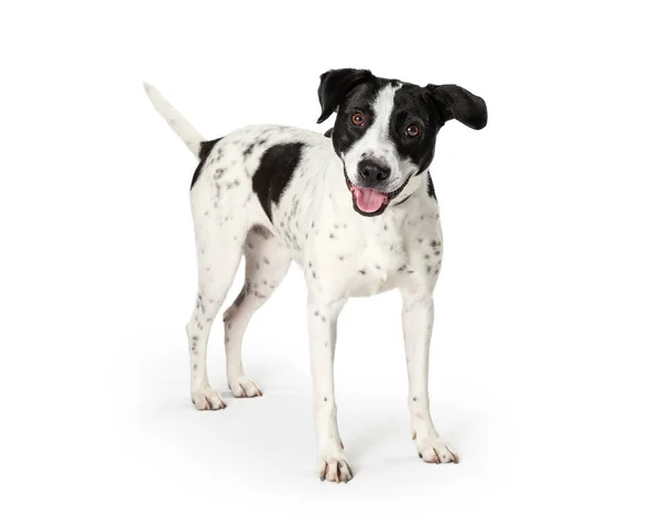 Happy Mixed Large Breed Dog White Black Spots — Stock Photo, Image