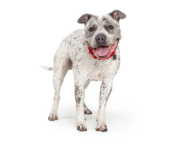 Happy smiling Pit Bull Dog Standing — Stock Photo, Image