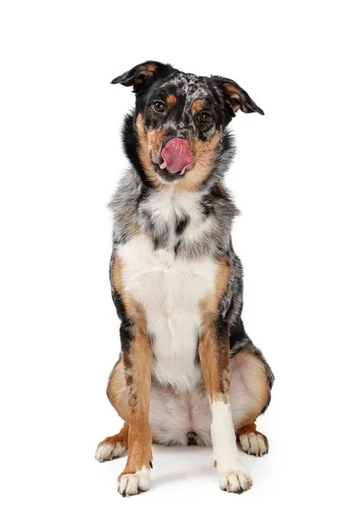 Hungry Australian Shepherd Dog Sitting — Stock Photo, Image