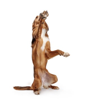 Büyük Kahverengi Köpek Paw Raising Yalvarıyor