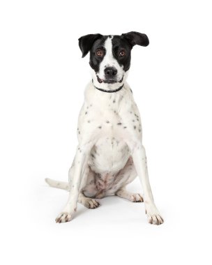 Büyük Beyaz Köpek Siyah Noktalar Oturma Merkezi