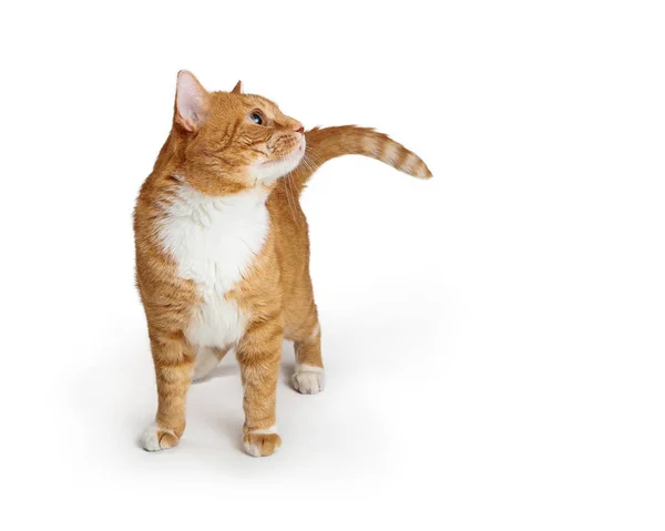 Oranje tabby kat staand uitziende kant — Stockfoto