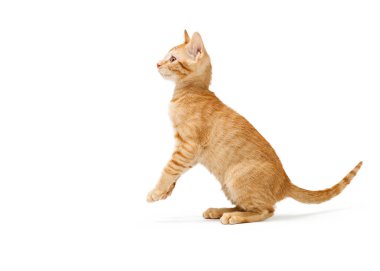 Plaful Turuncu Çizgili Tabby Kitten Bakan Yan