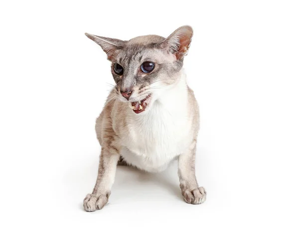 Oriental Shorthair Cat Mouth Open to Talk — Stock Photo, Image
