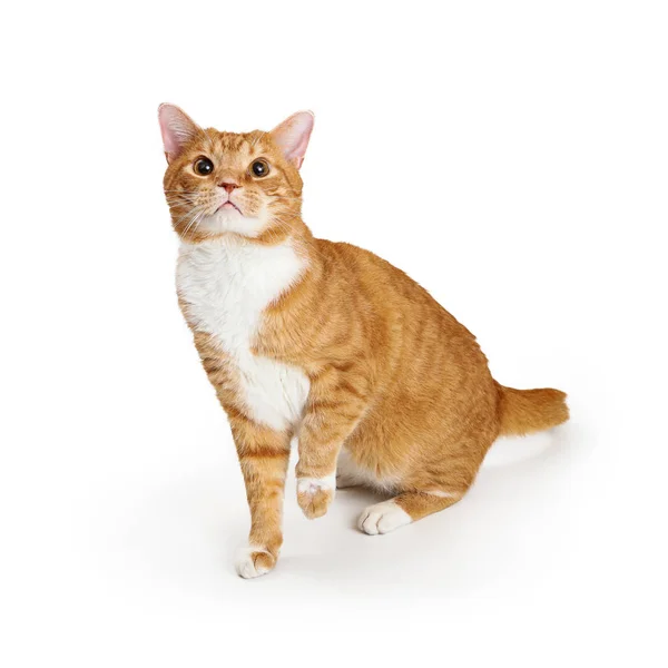 Играющая апельсиновая кошка, поднимающая лапу — стоковое фото