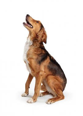 Saluki Crossbreed Köpek Oturan Yan Looking Up