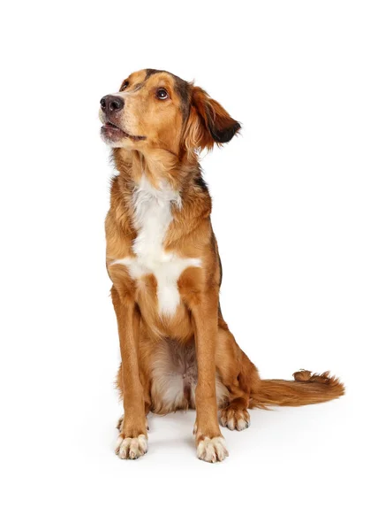 Joven Saluki Golden Retriever Crossbreed perro mirando lado —  Fotos de Stock