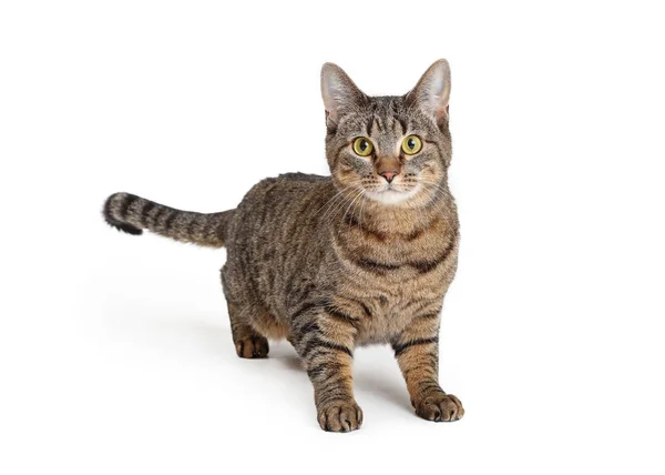 Attentive Brown and Black Tabby Cat Over White — Stock Photo, Image