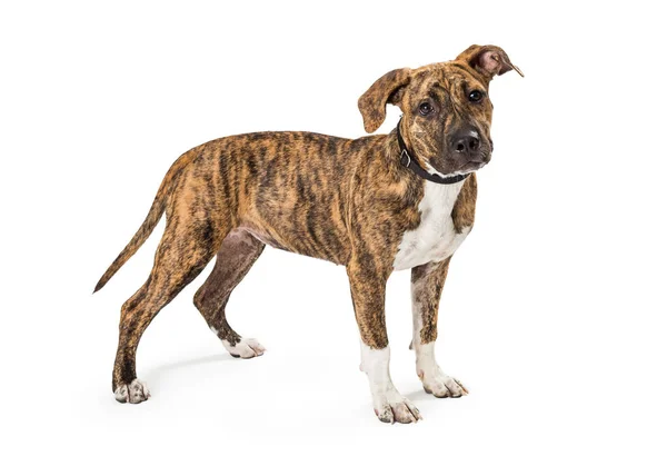 Brindle Boxer Crossbreed Puppy Berdiri — Stok Foto