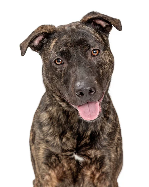 Brindle Pit Bull Crossbreed Köpek Mutlu Gülümseyerek — Stok fotoğraf