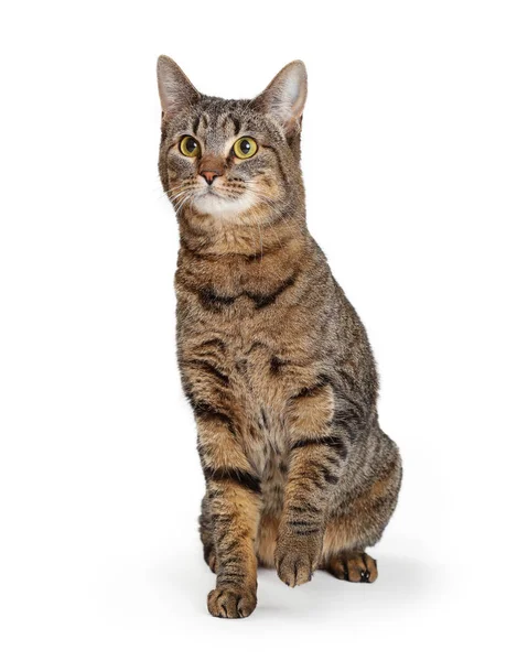 Brown Tabby Cat Lifting Paw — Stock Photo, Image