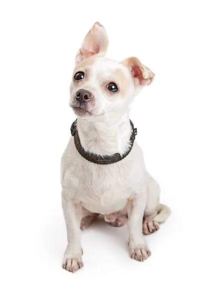 Lindo curioso pequeña raza blanco perro — Foto de Stock