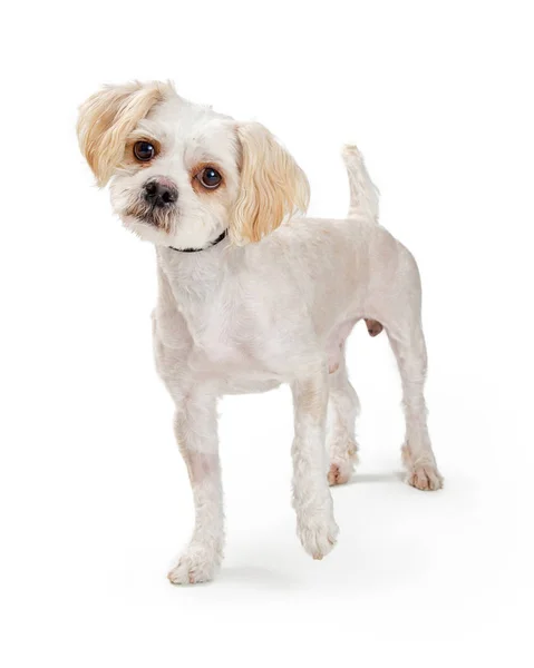 Excited Small White Dog Raising Paw — Stock Photo, Image