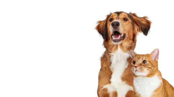 Happy Brown hond en oranje kat close-up kopiëren ruimte — Stockfoto