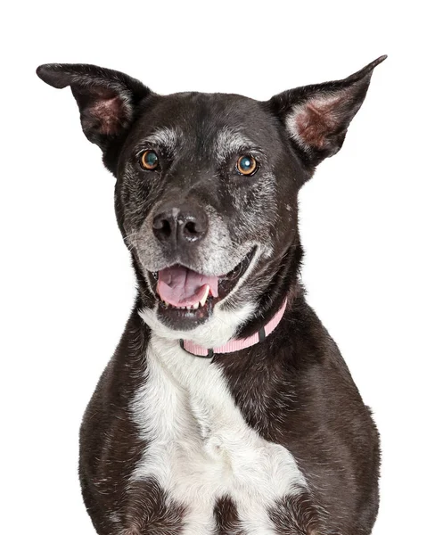 Mutlu Eski Büyük Köpek Closeup — Stok fotoğraf